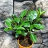 Kép 4/13 - Citrus Oriana calamondin