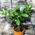 Kép 3/13 - Citrus Oriana calamondin