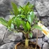Kép 9/13 - Citrus Oriana calamondin