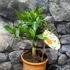 Kép 10/13 - Citrus Oriana calamondin