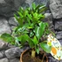 Kép 12/13 - Citrus Oriana calamondin