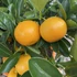 Kép 1/13 - Citrus Oriana calamondin