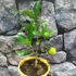 Kép 1/3 - Citrofortunella x microcarpa Lara lemon
