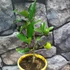 Kép 2/3 - Citrofortunella x microcarpa Lara lemon