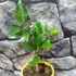 Kép 3/3 - Citrofortunella x microcarpa Lara lemon