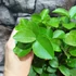 Kép 4/6 - Citrus aurantiifolia - zöld Lime