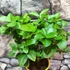 Kép 3/6 - Citrus aurantiifolia - zöld Lime