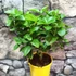 Kép 2/6 - Citrus aurantiifolia - zöld Lime