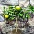 Kép 7/10 - Citrus limon Meyer - Meyeri citrom