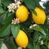 Kép 1/10 - Citrus limon Meyer - Meyeri citrom