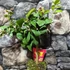 Kép 5/10 - Citrus limon Meyer - Meyeri citrom