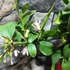 Kép 8/10 - Citrus limon Meyer - Meyeri citrom