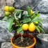 Kép 2/7 - Citrus Onika kumquat / törpemandarin, kumquat