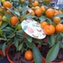 Kép 3/7 - Citrus Onika kumquat / törpemandarin, kumquat