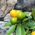Kép 4/7 - Citrus Onika kumquat / törpemandarin, kumquat