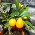 Kép 5/7 - Citrus Onika kumquat / törpemandarin, kumquat