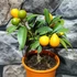 Kép 6/7 - Citrus Onika kumquat / törpemandarin, kumquat