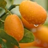 Kép 1/7 - Citrus Onika kumquat / törpemandarin, kumquat