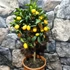 Kép 2/9 - Citrus Fortunella margarita - kumquat