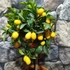 Kép 3/9 - Citrus Fortunella margarita - kumquat