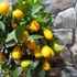 Kép 5/9 - Citrus Fortunella margarita - kumquat