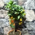Kép 7/9 - Citrus Fortunella margarita - kumquat