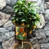 Kép 8/9 - Citrus Fortunella margarita - kumquat