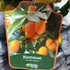 Kép 9/9 - Citrus Fortunella margarita - kumquat