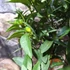 Kép 4/9 - Citrus Fortunella margarita - kumquat