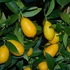 Kép 4/8 - Citrofortunella x floridana - limequat
