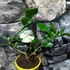 Kép 2/9 - Citrus hystrix - Kaffir Lime