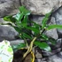 Kép 3/9 - Citrus hystrix - Kaffir Lime