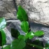 Kép 6/9 - Citrus hystrix - Kaffir Lime