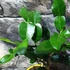 Kép 8/9 - Citrus hystrix - Kaffir Lime