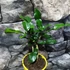 Kép 9/9 - Citrus hystrix - Kaffir Lime