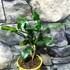 Kép 7/9 - Citrus hystrix - Kaffir Lime