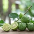 Kép 1/9 - Citrus hystrix - Kaffir Lime