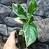 Kép 3/9 - Citrus limon Meyer variegata - Meyeri citrom