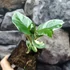 Kép 5/9 - Citrus limon Meyer variegata - Meyeri citrom
