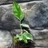 Kép 6/9 - Citrus limon Meyer variegata - Meyeri citrom