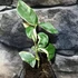 Kép 7/9 - Citrus limon Meyer variegata - Meyeri citrom