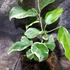 Kép 9/9 - Citrus limon Meyer variegata - Meyeri citrom