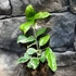 Kép 2/9 - Citrus limon Meyer variegata - Meyeri citrom