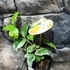Kép 4/9 - Citrus limon Meyer variegata - Meyeri citrom