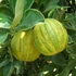 Kép 1/9 - Citrus limon Meyer variegata - Meyeri citrom