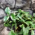 Kép 6/8 - Lisa Meyer variegata