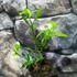 Kép 2/5 - Citrus Microcarpa calamondin
