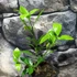 Kép 4/5 - Citrus Microcarpa calamondin