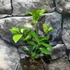 Kép 5/5 - Citrus Microcarpa calamondin