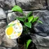 Kép 3/6 - Lisa Meyer lemon